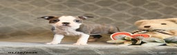 Boston Terrier dogs for sale: Heather - Ad 5