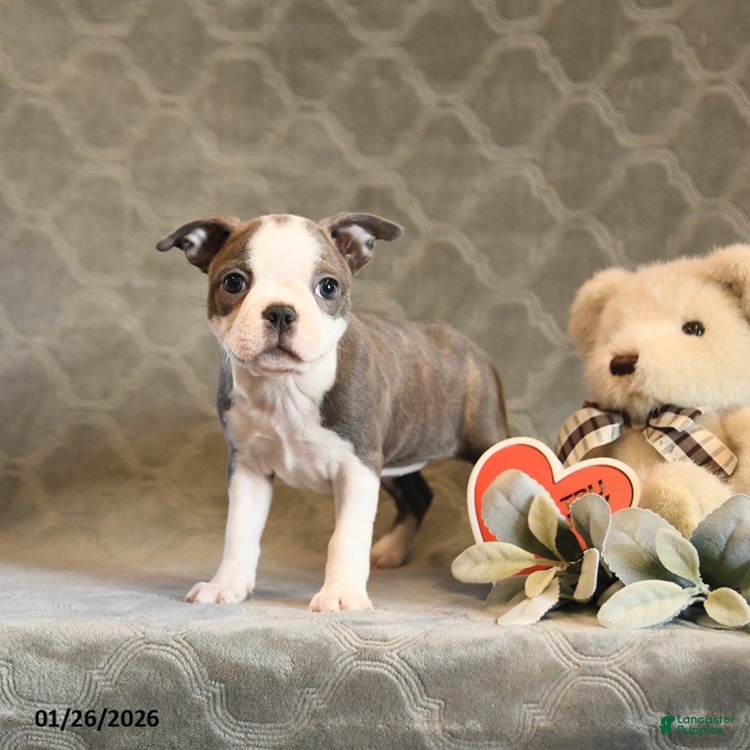 Boston Terrier dogs for sale: Heather - Ad 5