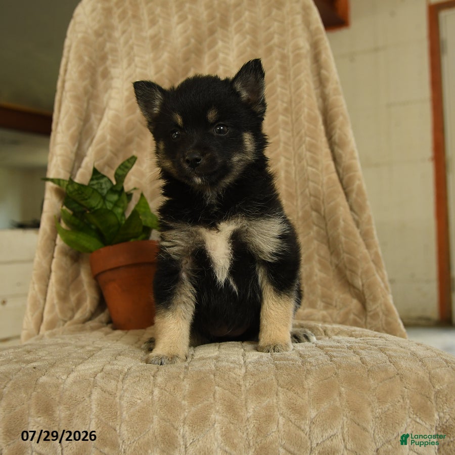 Pomsky dogs Bubbles - Ad 1