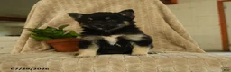 Pomsky dogs for sale: Bubbles - Ad 1