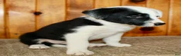 Border Collie dogs for sale: King - Ad 5