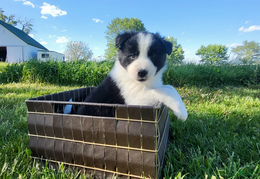 Border Collie dogs for sale: Border Collie Puppy 4 - MABLE - Ad 2