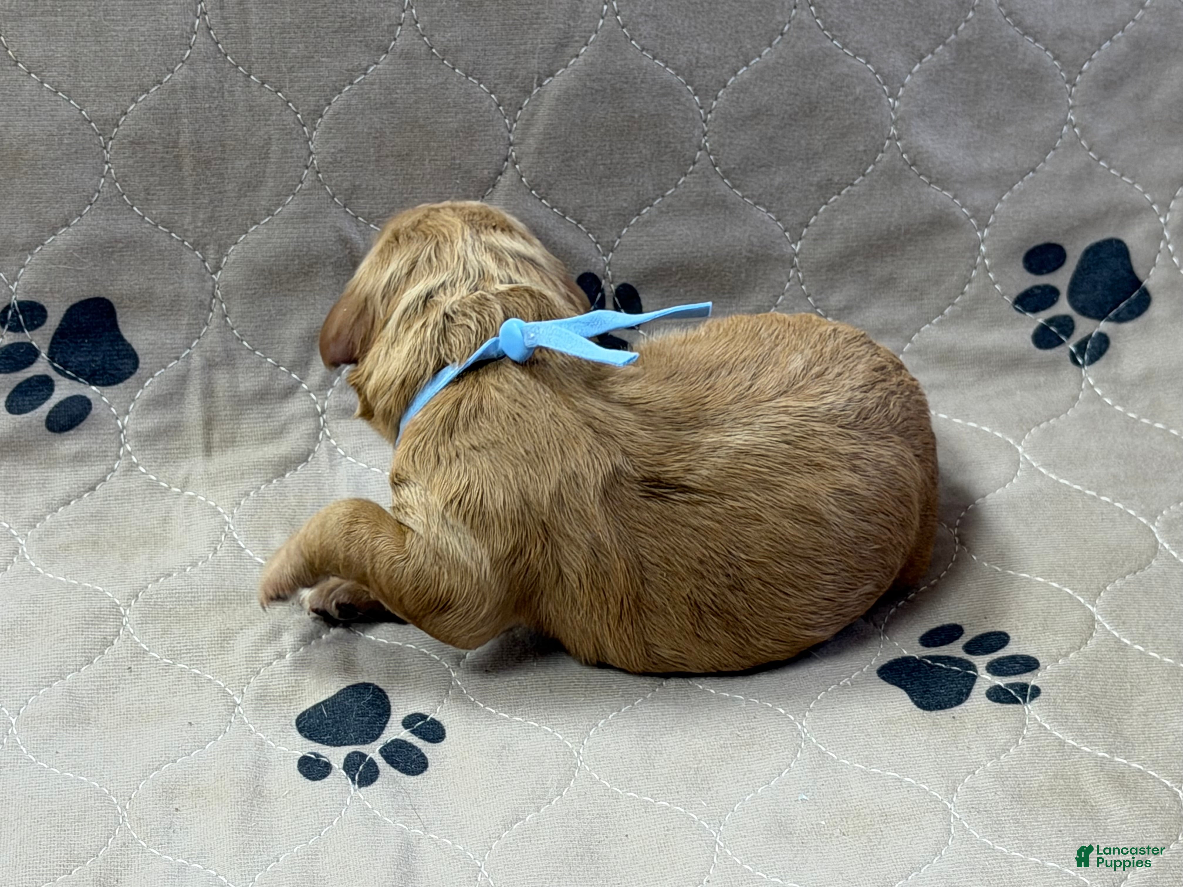 Goldendoodle dogs Blue - Goldendoodle Puppy 1 - Ad 2