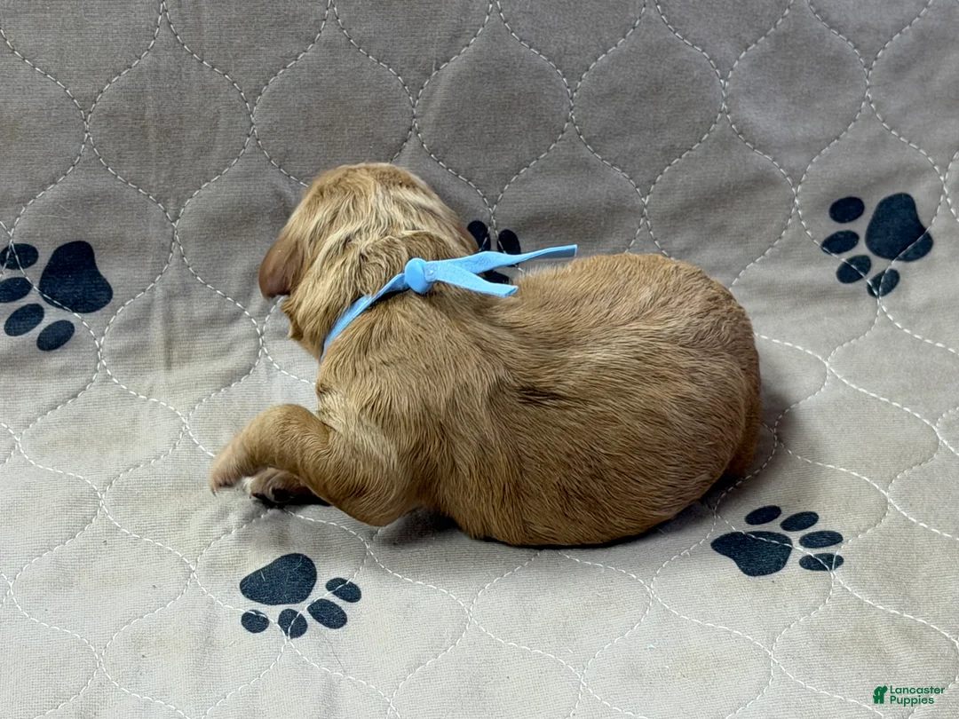 Goldendoodle dogs for sale: Blue - Goldendoodle Puppy 1 - Ad 2