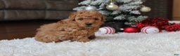 Toy Poodle dogs for sale: Carson - Ad 8