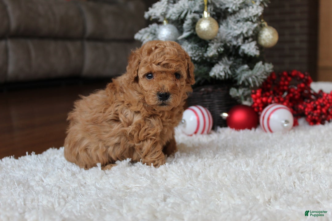Toy Poodle dogs for sale: Carson - Ad 8