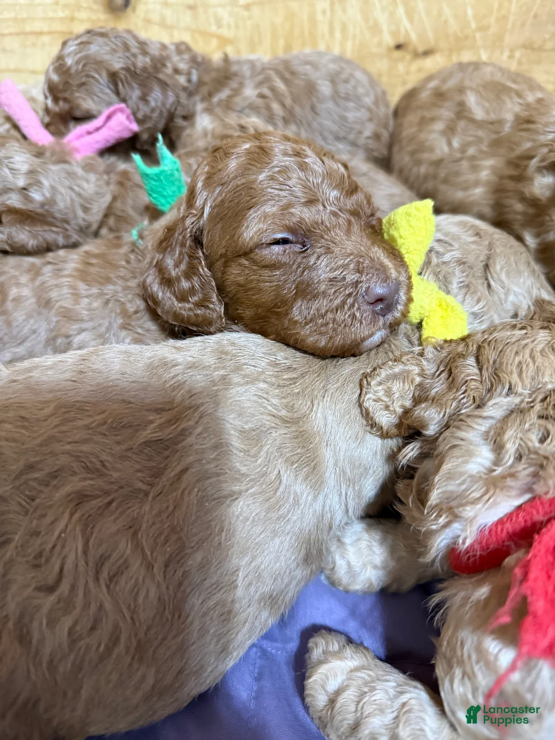Goldendoodle dogs for sale: Goldendoodle Puppy 3 - Ad 1