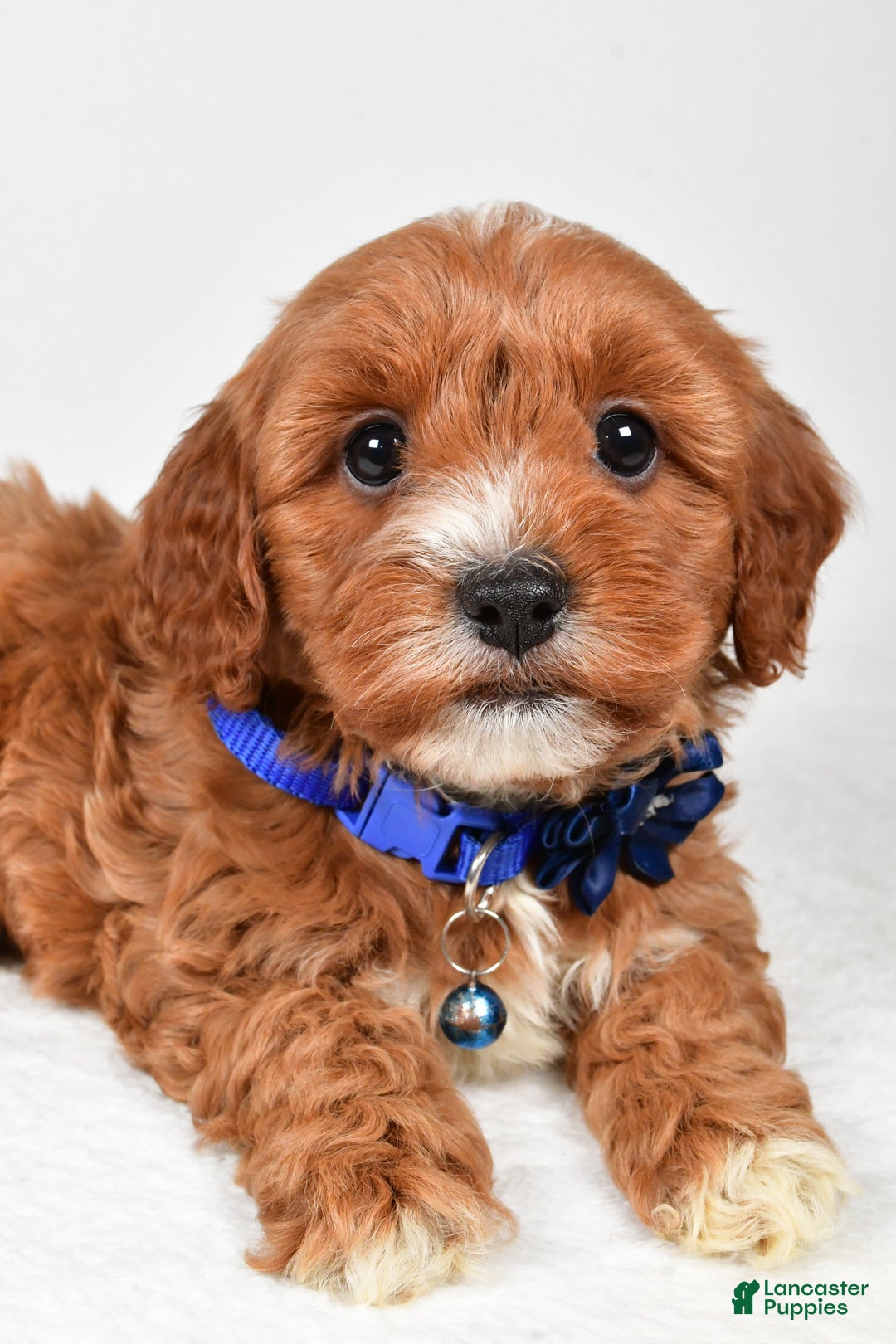 Cavapoo dogs for sale: Tanner - Ad 9