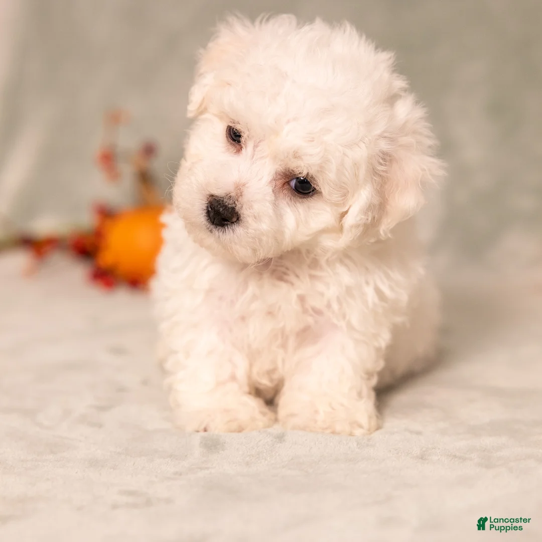 Bichon Frise dogs for sale: Quade - Ad 2