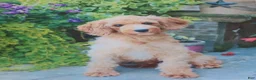Cavapoo dogs for sale: Marshall - Ad 6