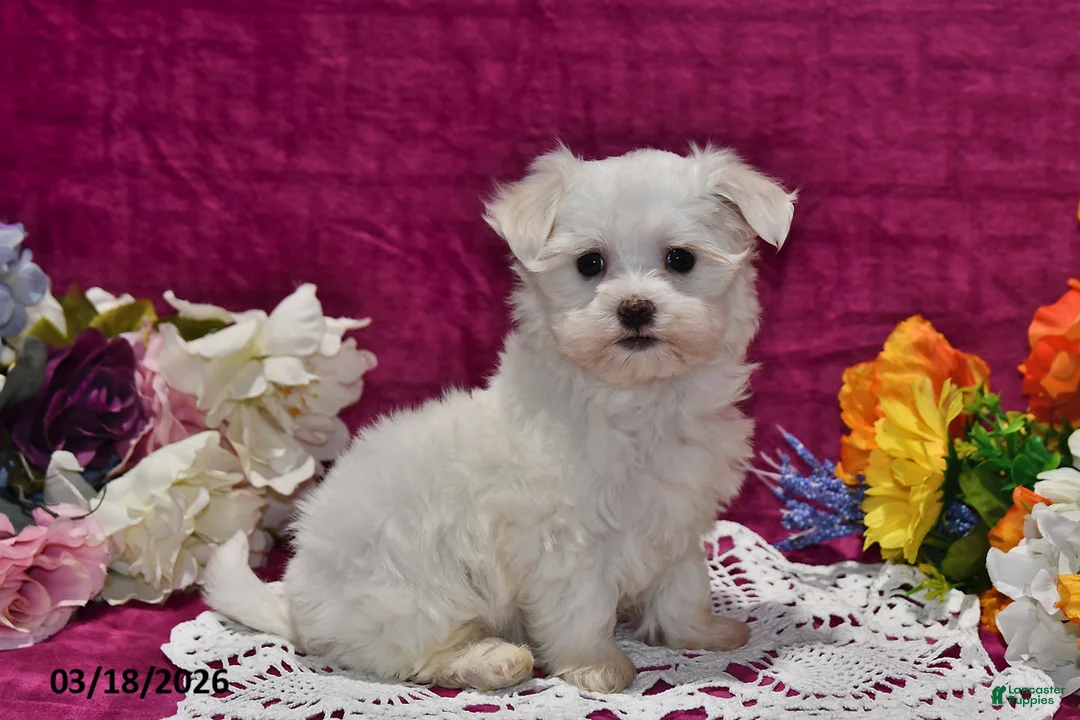 Maltese dogs for sale: Rex - Ad 1