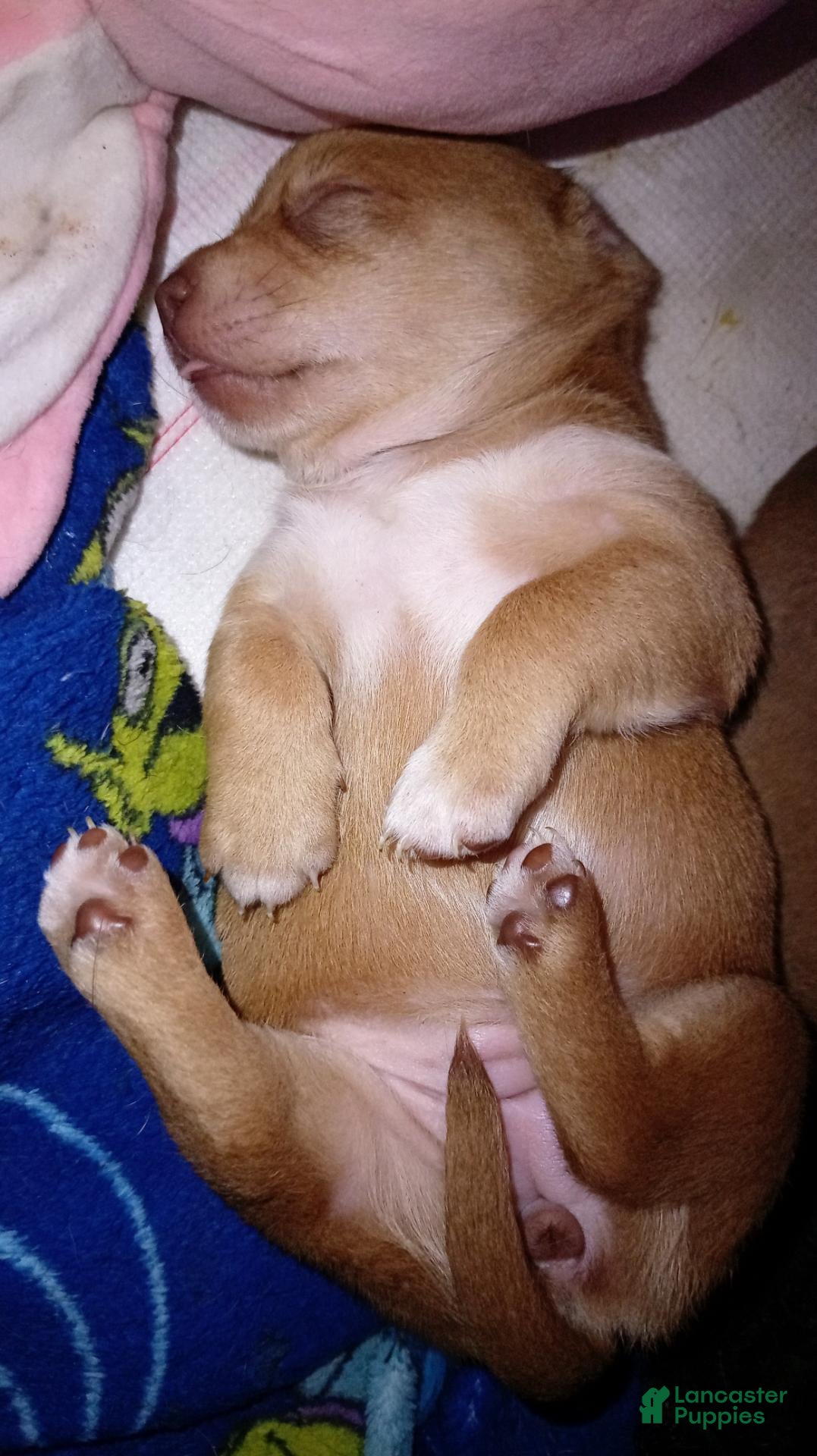 Chiweenie dogs for sale: Chiweenie 4 - Ad 4