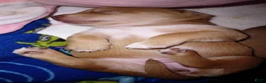 Chiweenie 4