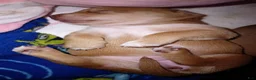 Chiweenie dogs for sale: Chiweenie 4 - Ad 1