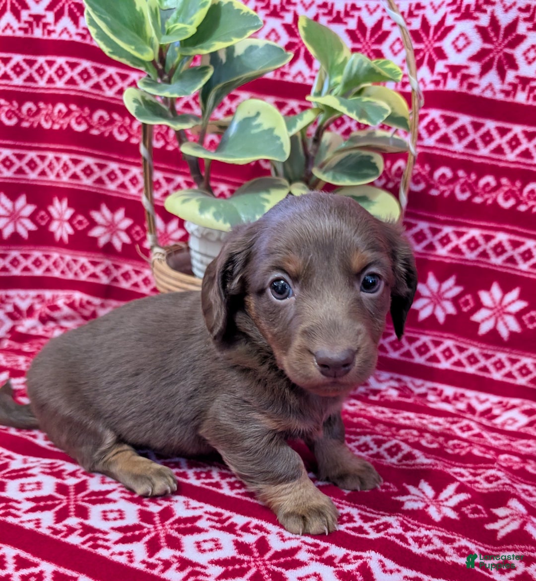 Miniature Dachshund dogs for sale: Andy  - Ad 2