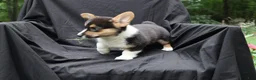 Welsh Corgi Pembroke dogs for sale: Poncho - Ad 6