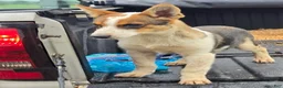 Mixed Breed dogs for sale: Winston  - Ad 4