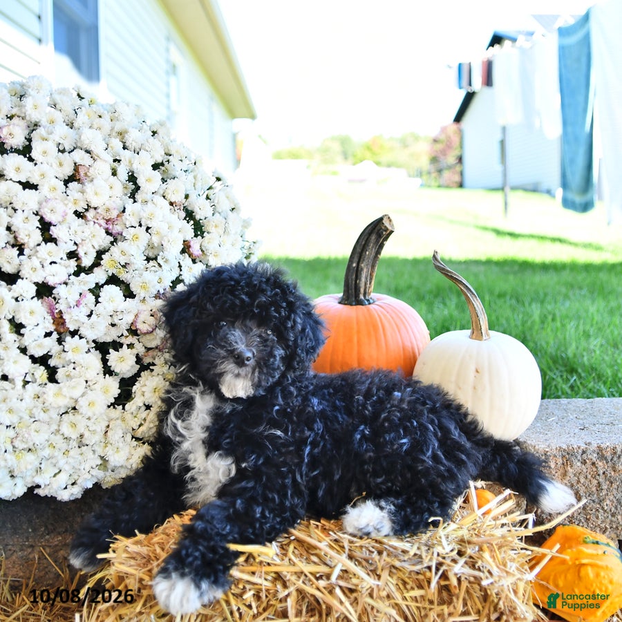 Mini Aussiedoodle dogs Lilly - Ad 2