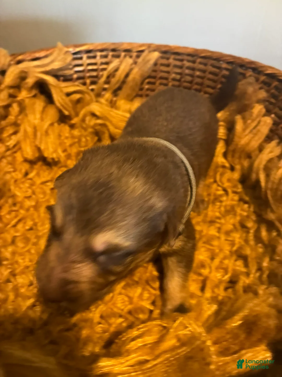German Shepherd dogs for sale: Birch - Ad 1
