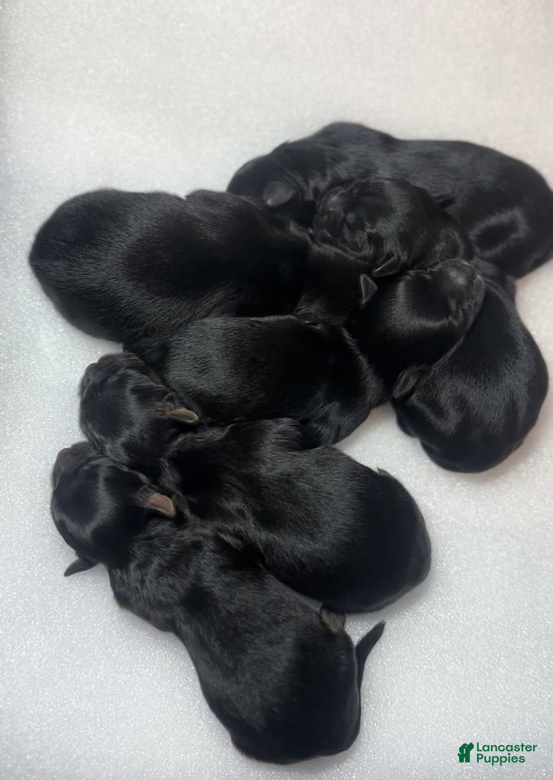 Yorkshire Terrier dogs for sale: King - Ad 5