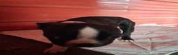 Boston Terrier dogs for sale: Jay - Ad 7
