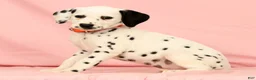 Dalmatian dogs for sale: Lexie - Ad 6