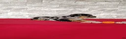 Beabull dogs for sale: Olivia - Ad 6
