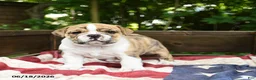 Olde English Bulldogge dogs for sale: Sally - Ad 4