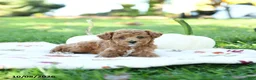 Toy Poodle dogs for sale: Nutmeg - Ad 3