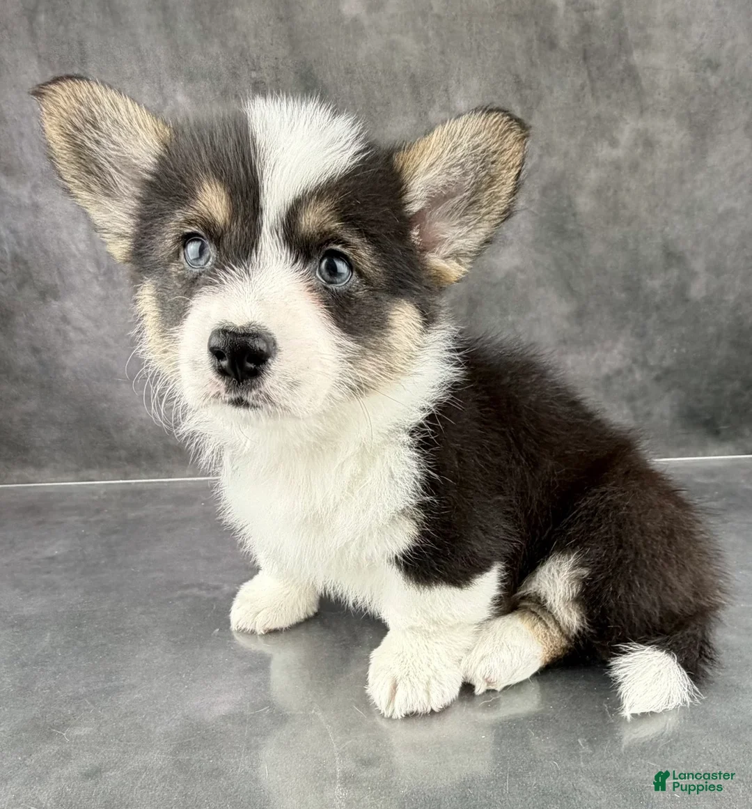 Welsh Corgi Pembroke dogs for sale: Gus Tailed Baby ❤️ - Ad 3