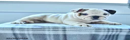 English Bulldog dogs for sale: Bradi - Ad 4