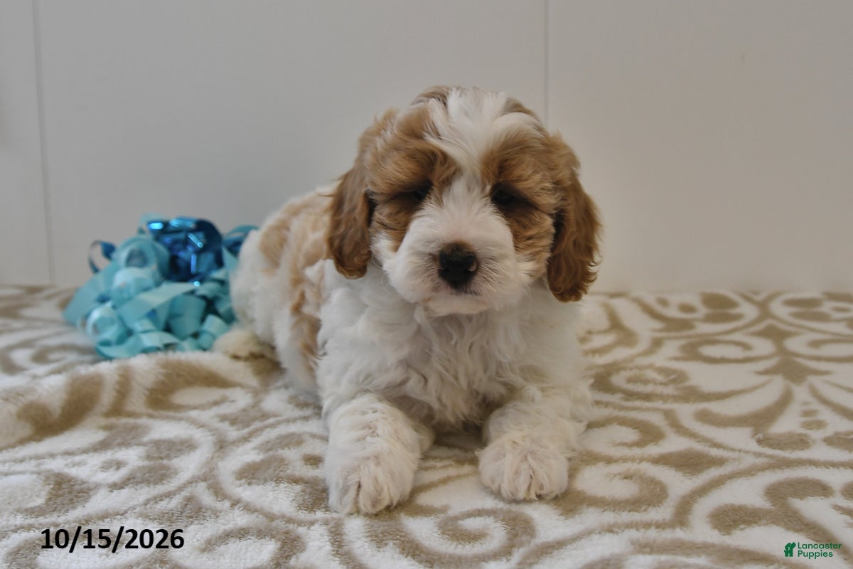 Mini Goldendoodle dogs Bo  - Ad 1