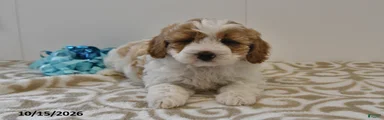 Bo 