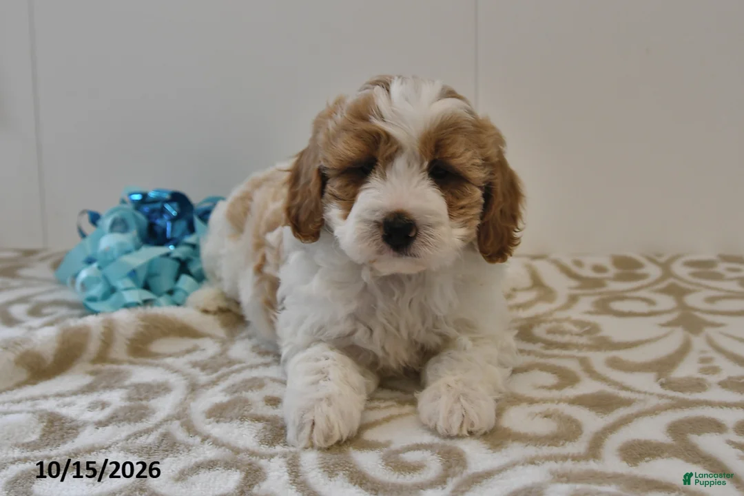 Mini Goldendoodle dogs for sale: Bo  - Ad 1