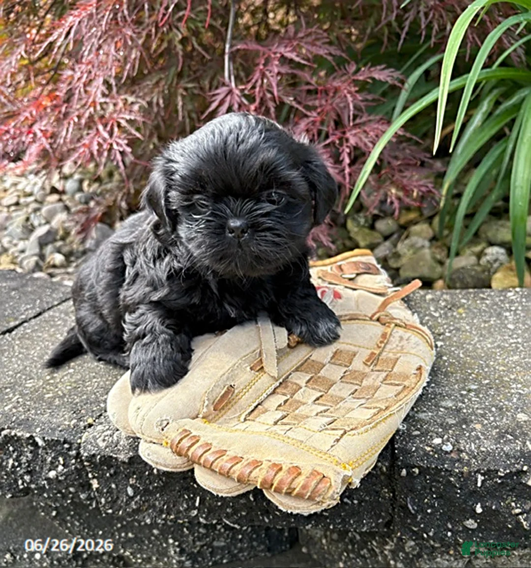 Shih Tzu dogs for sale: Luna - Ad 1
