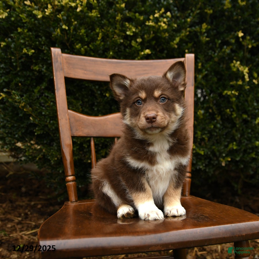 Mixed Breed dogs Omega - Ad 34