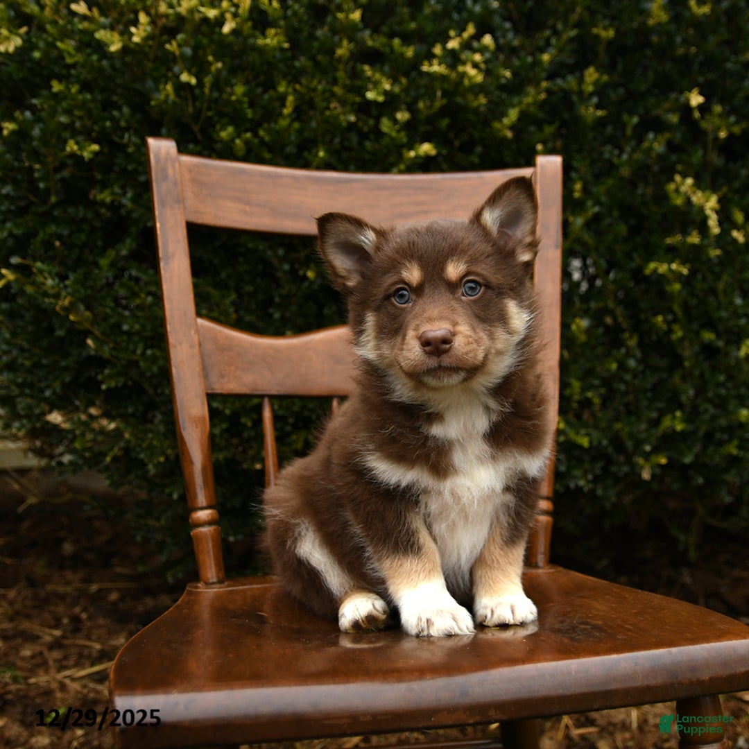 Mixed Breed dogs for sale: Omega - Ad 1