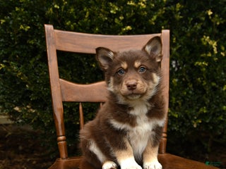 Mixed Breed dogs Omega - Ad 38