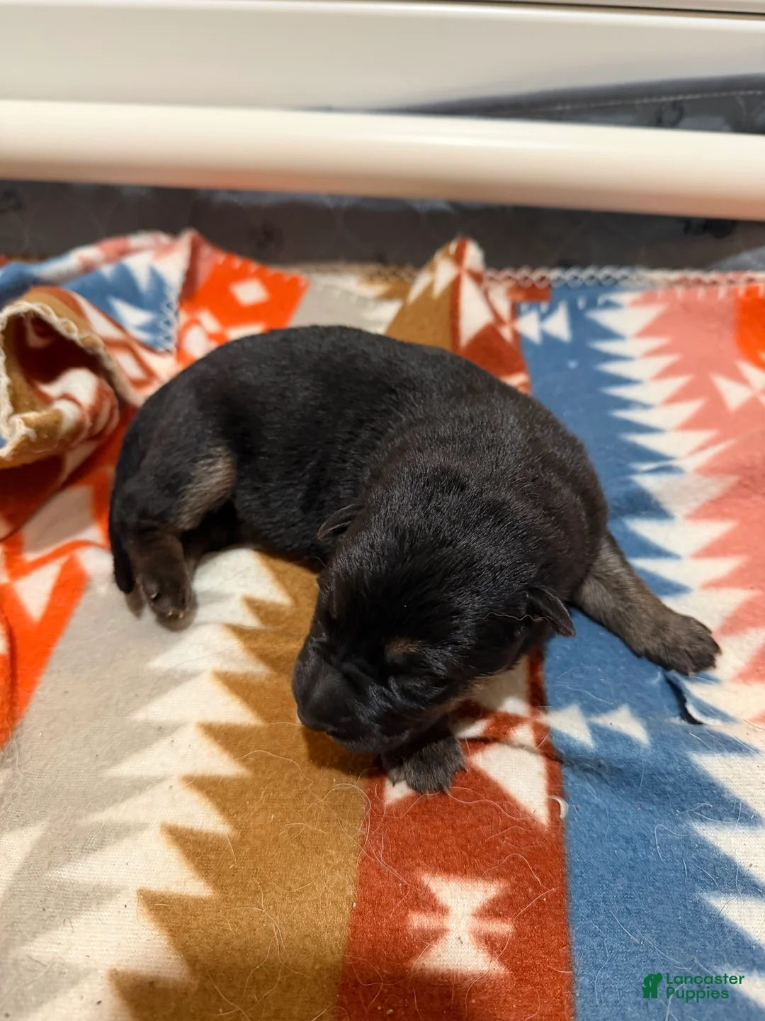 German Shepherd dogs for sale: Jack  - Ad 1