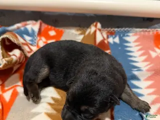 German Shepherd dogs Jack - Ad 13