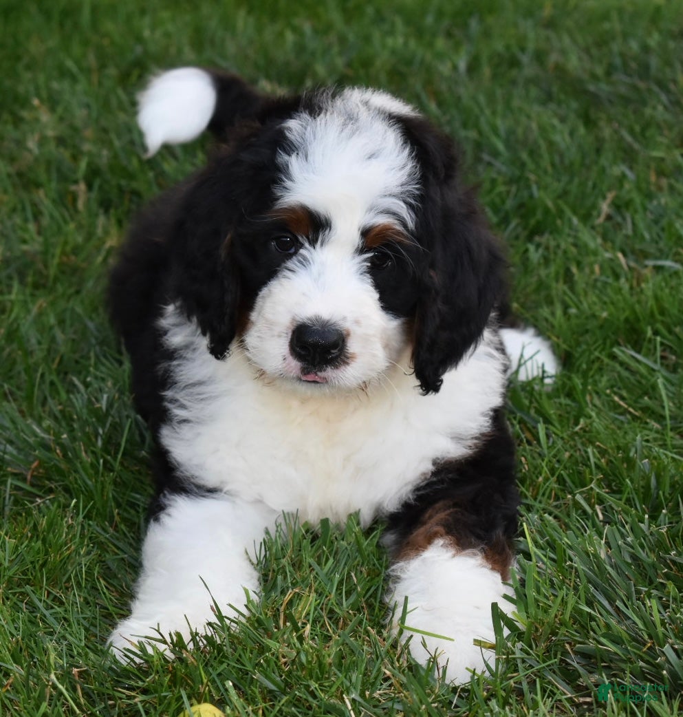 Mini Bernedoodle dogs Cuddles  - Ad 1
