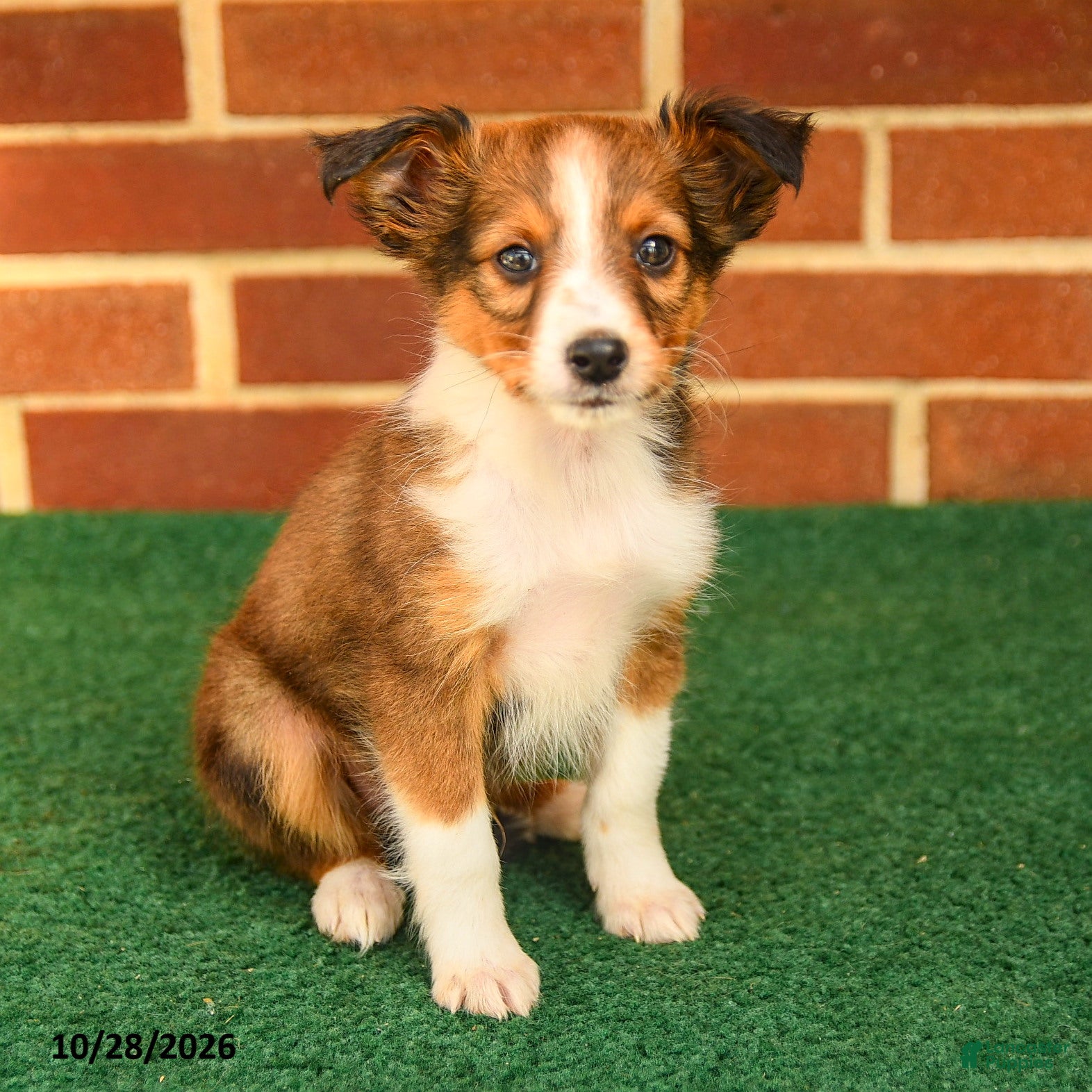 Shetland Sheepdog dogs for sale: Teddy - Ad 1