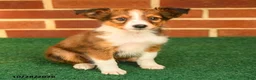 Shetland Sheepdog dogs for sale: Teddy - Ad 1