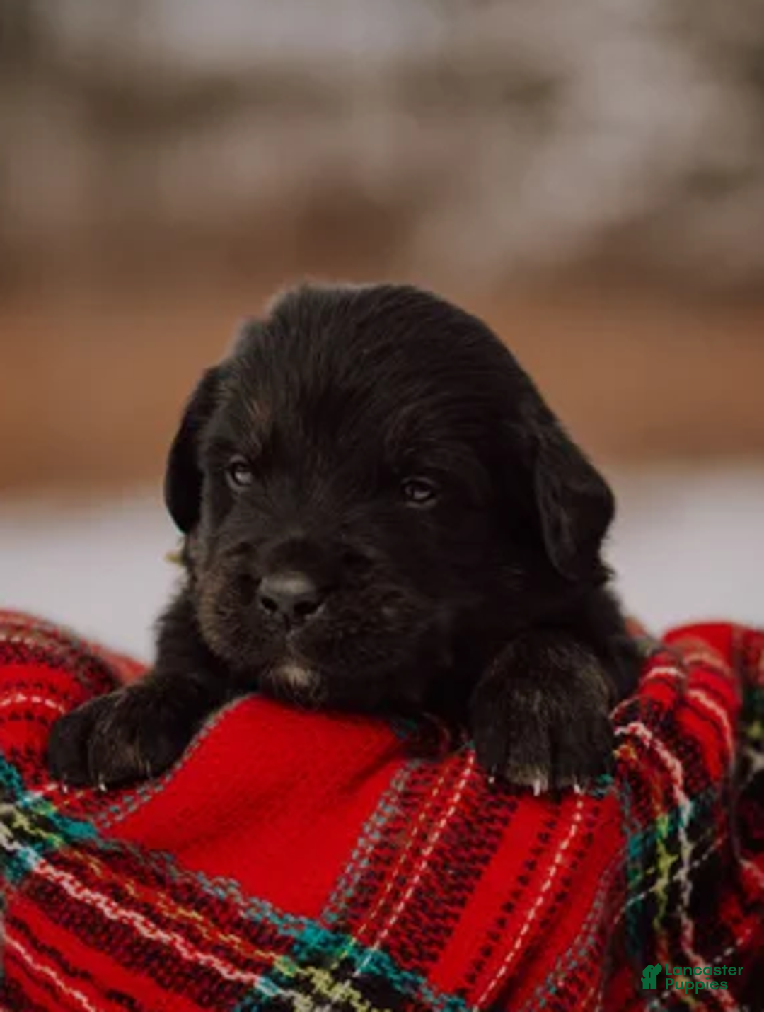 Mixed Breed dogs for sale: Summit - Ad 5