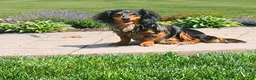 Miniature Dachshund dogs for sale: Ranger - Ad 13