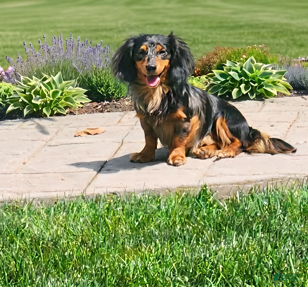 Miniature Dachshund dogs for sale: Ranger - Ad 13