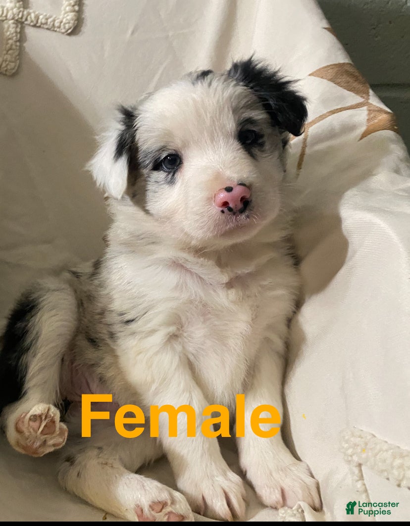 Border Collie dogs Border Collie Puppy 5 - Ad 30