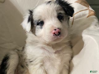 Border Collie dogs Border Collie Puppy 5 - Ad 32