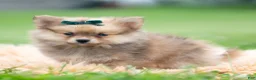 Pomeranian dogs for sale: Hudson - Ad 4