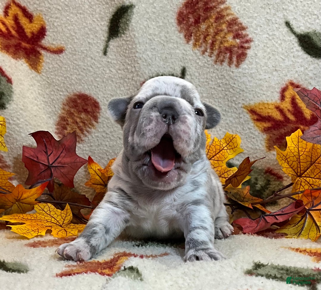 French Bulldog dogs for sale: Garmin - Ad 21